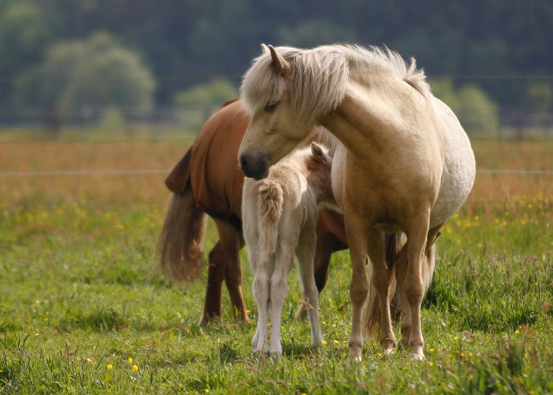 Lysir von Heidmoor und Ljoska von Heidmoor (10).jpg